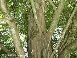 The Last Tree at Delville Wood, Longueval