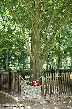 The Last Tree surviving from the battlefield at Delville Wood.