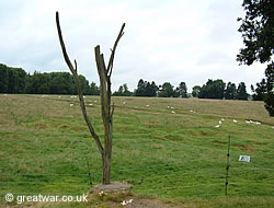 The petrified tree known as the Danger Tree