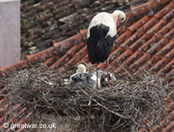 Storks on a nest.